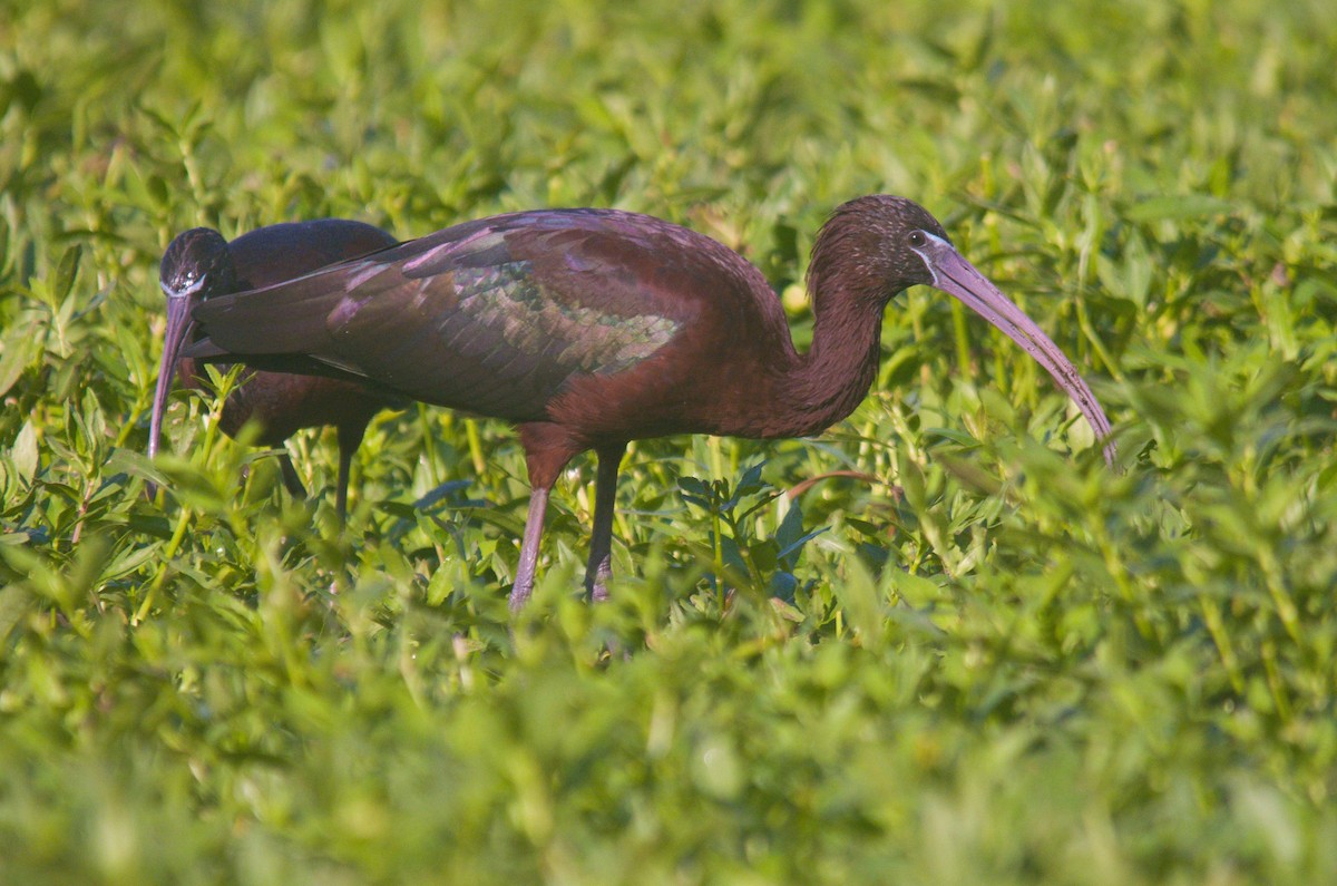 ibis hnědý - ML615663724