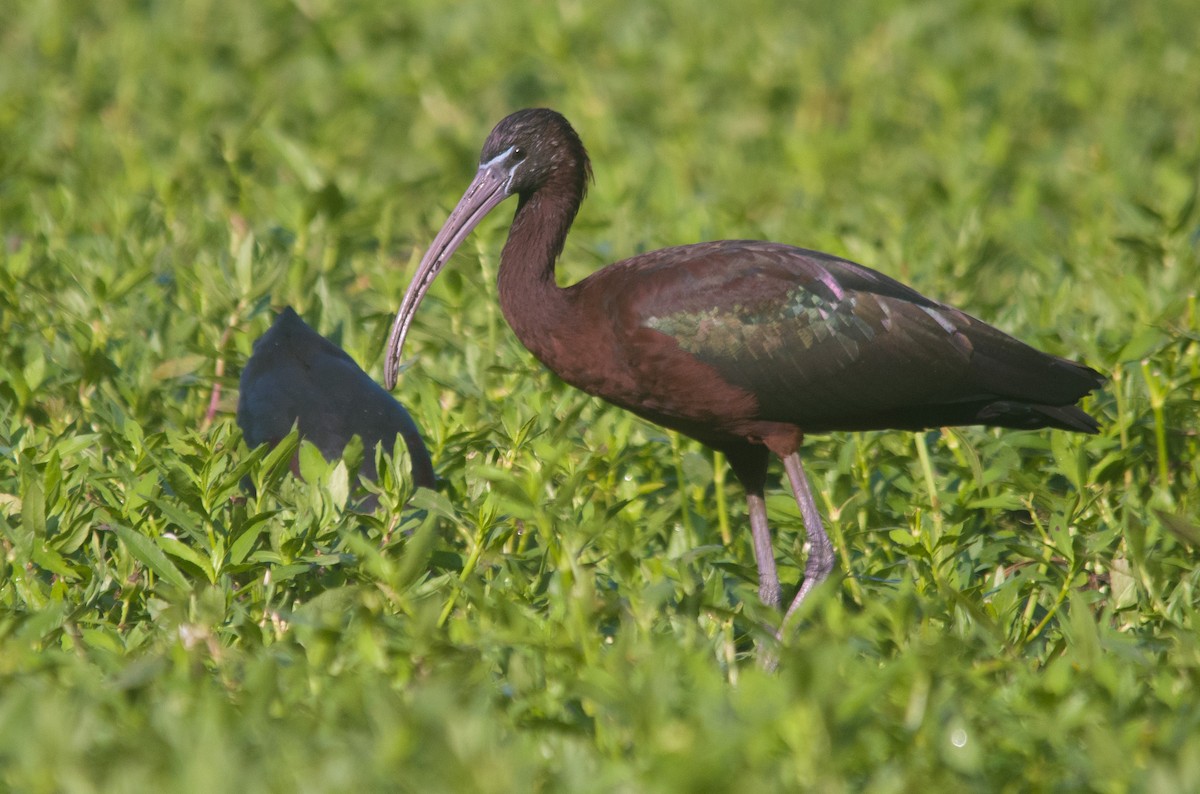 ibis hnědý - ML615663725