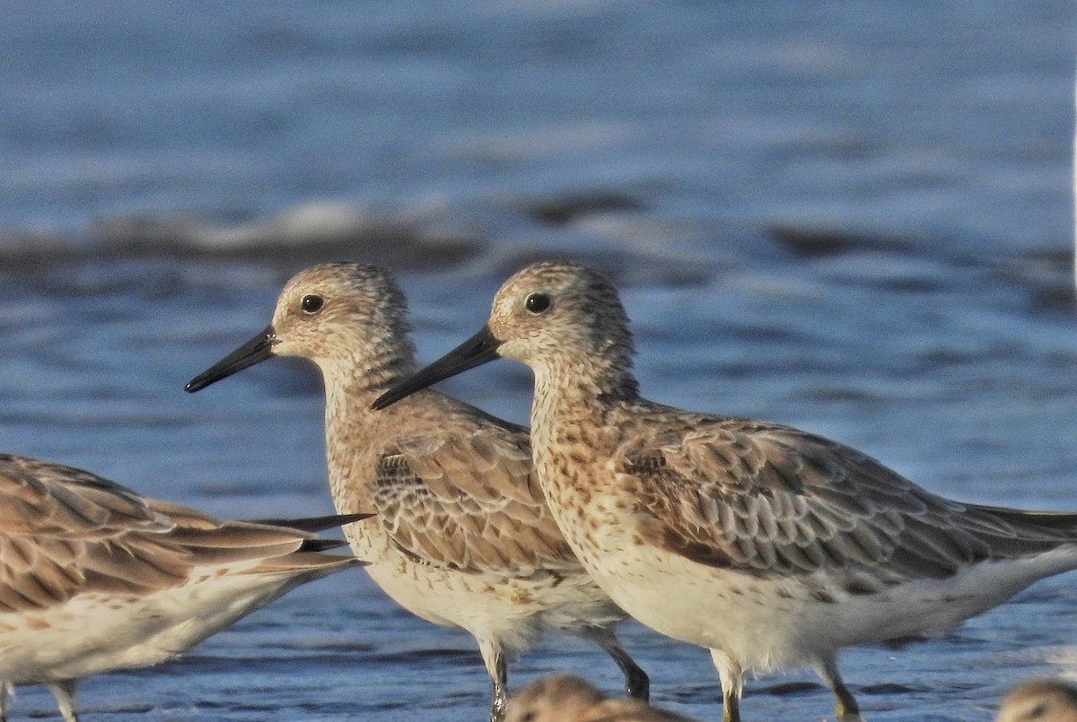 Red Knot - ML615663812