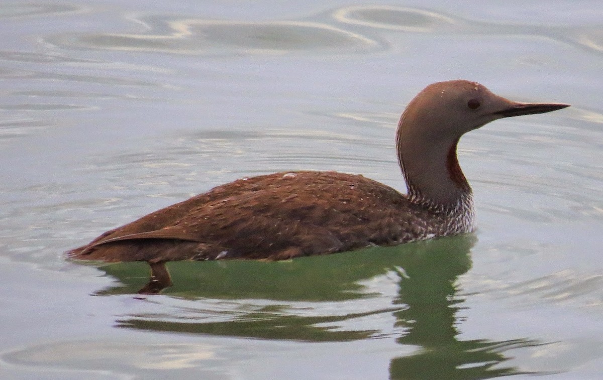 Red-throated Loon - ML615663896