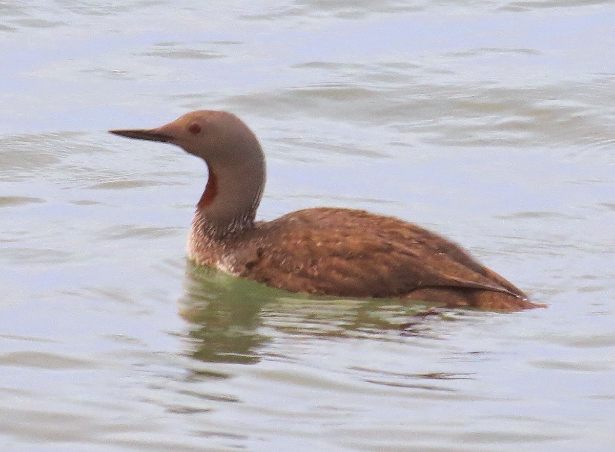 Red-throated Loon - ML615663908