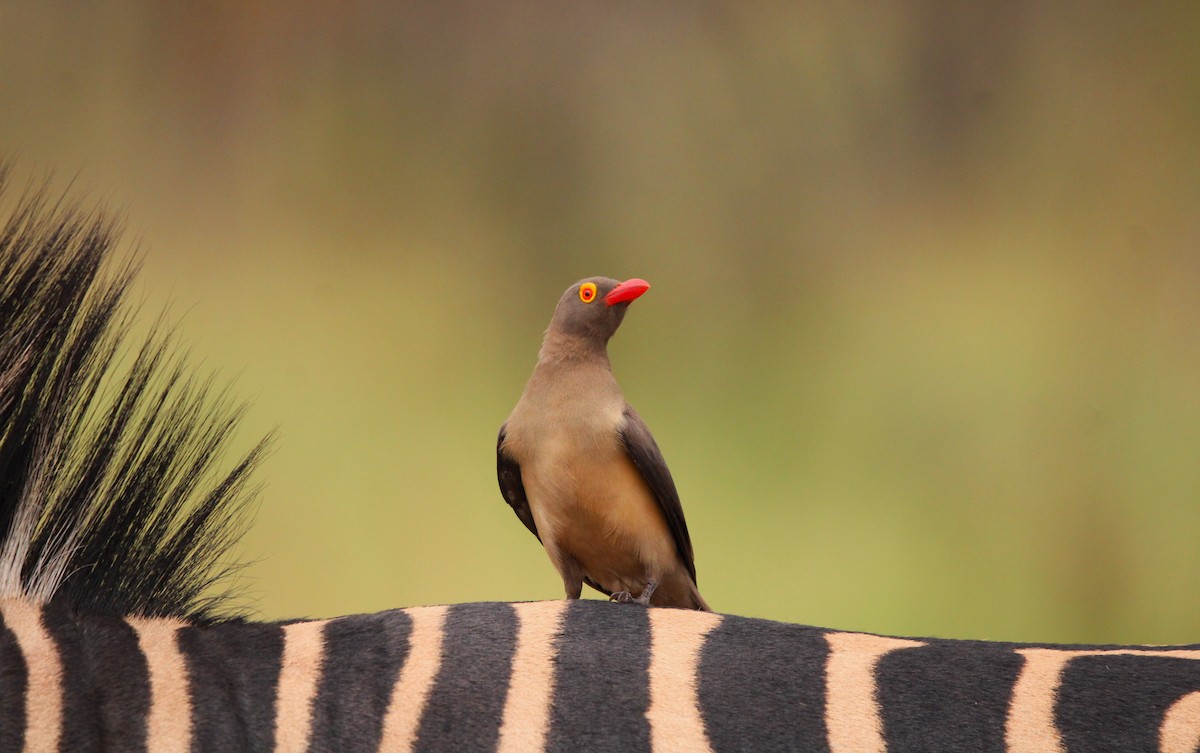 Red-billed Oxpecker - ML615664184