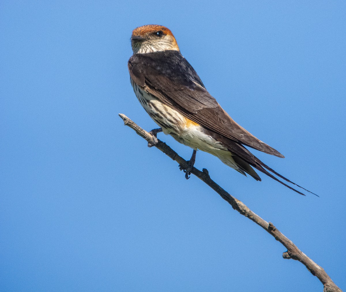 Greater Striped Swallow - ML615664280