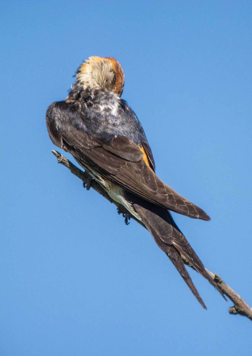Greater Striped Swallow - ML615664281