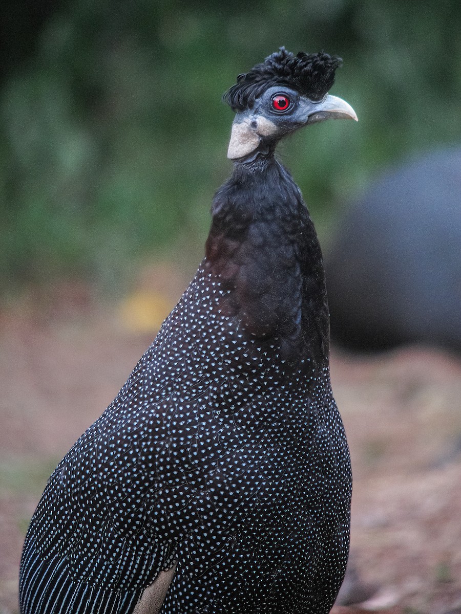 Southern Crested Guineafowl - ML615664296