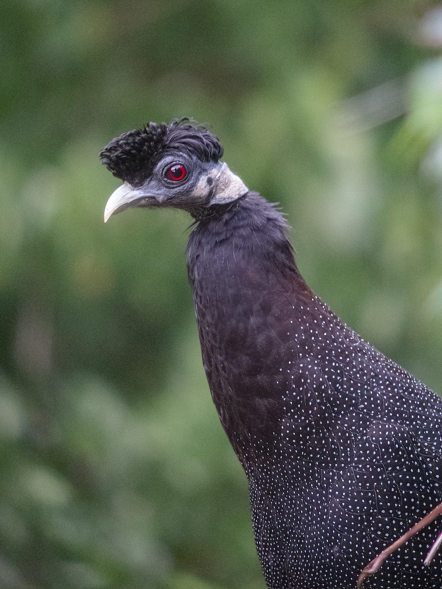 Southern Crested Guineafowl - ML615664310