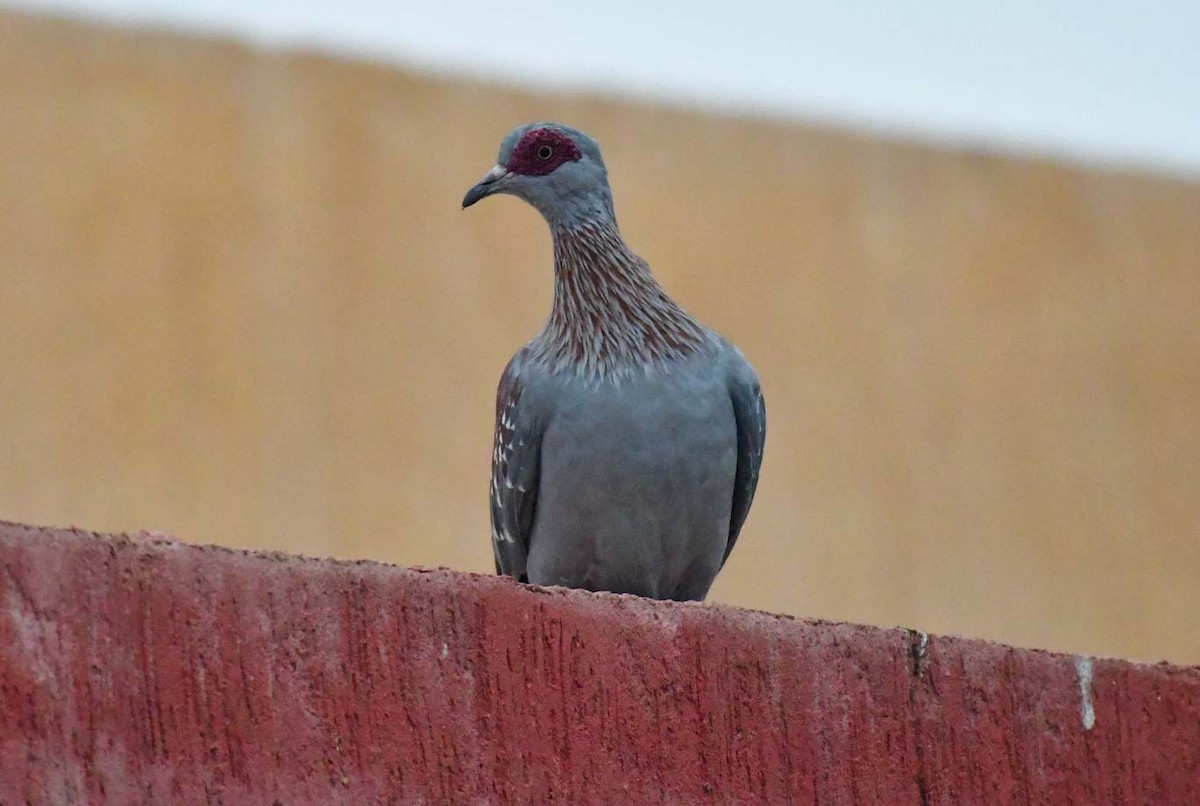 Speckled Pigeon - Özgür Ekincioğlu