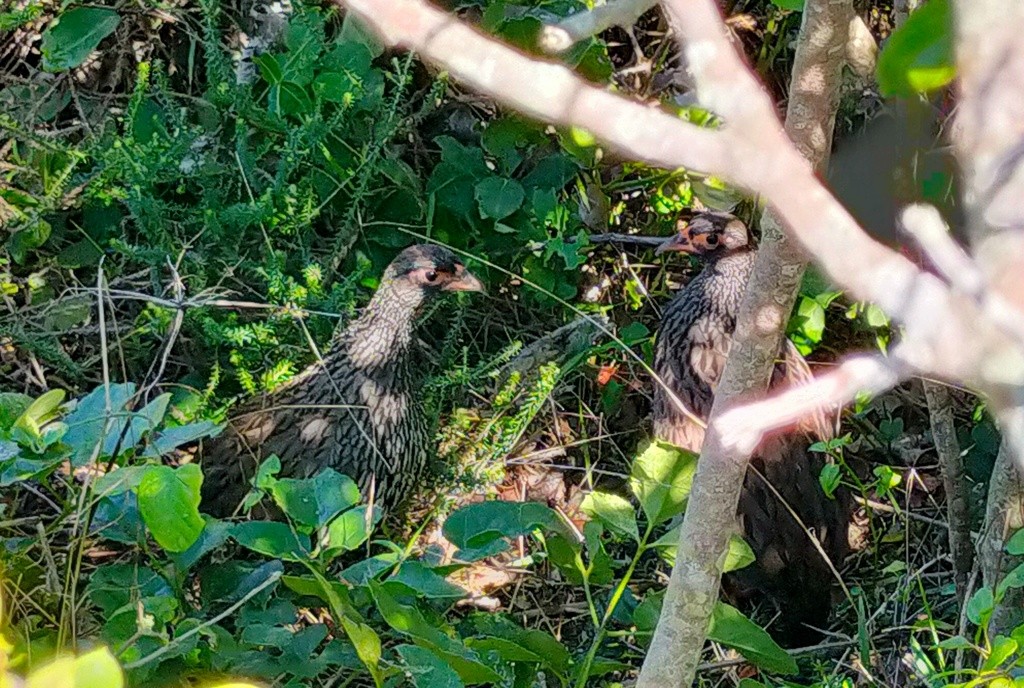 Red-necked Spurfowl (Southern) - ML615664595