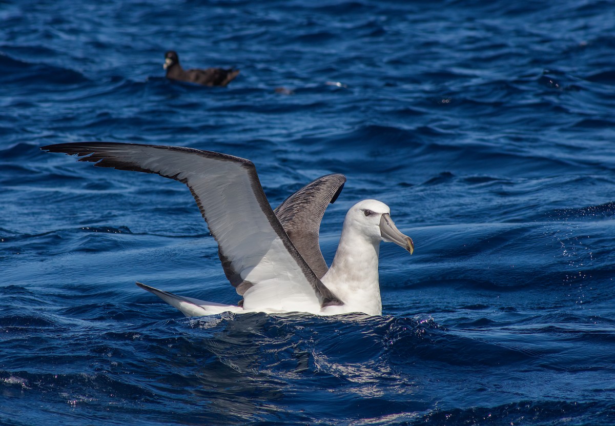 White-capped Albatross (steadi) - ML615664695