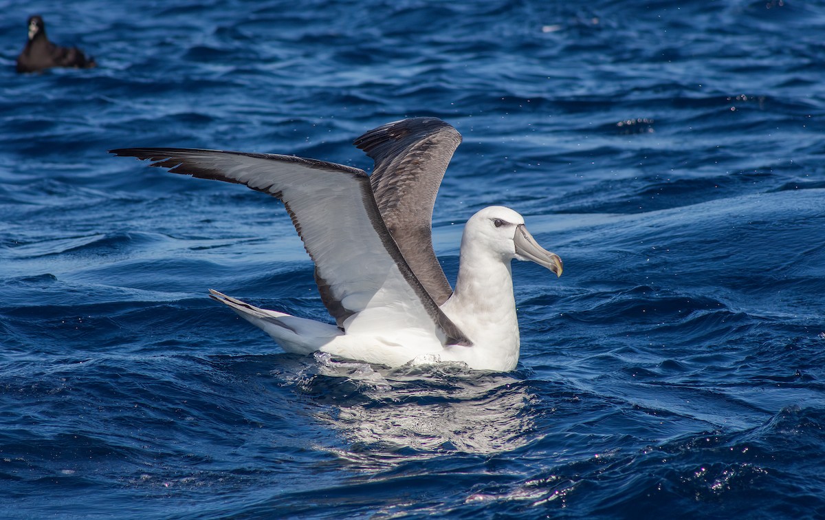 White-capped Albatross (steadi) - ML615664697