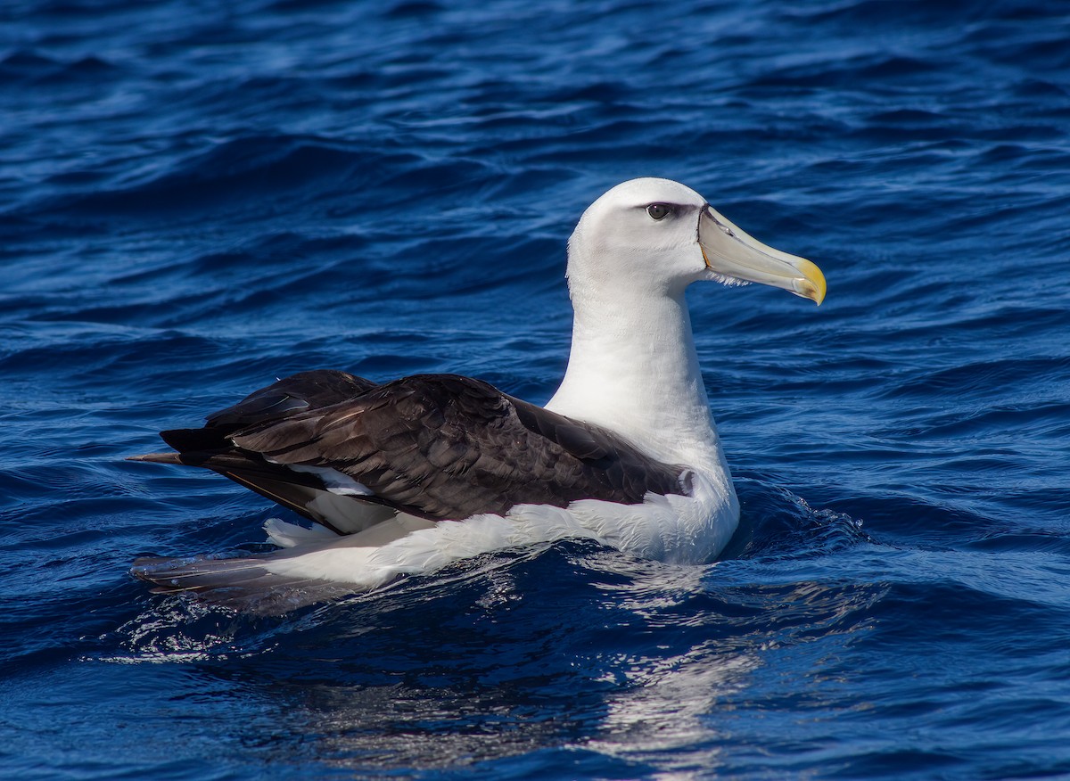 White-capped Albatross (steadi) - ML615664698
