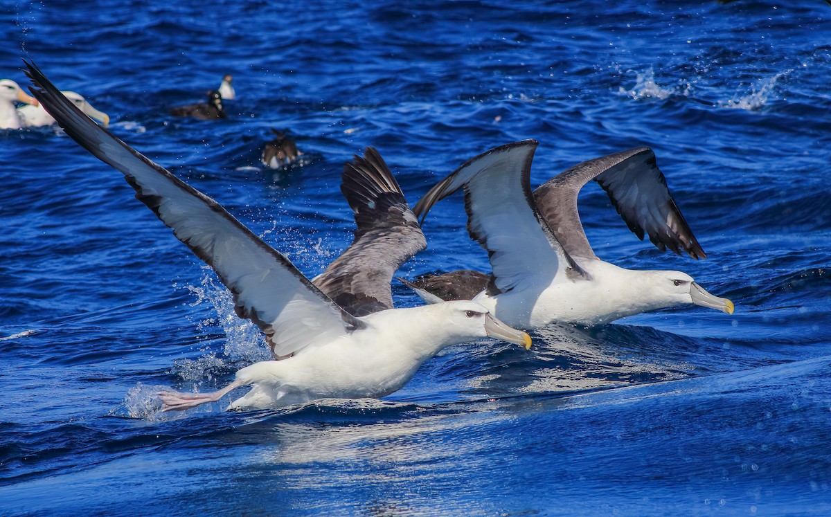 White-capped Albatross (steadi) - ML615664699