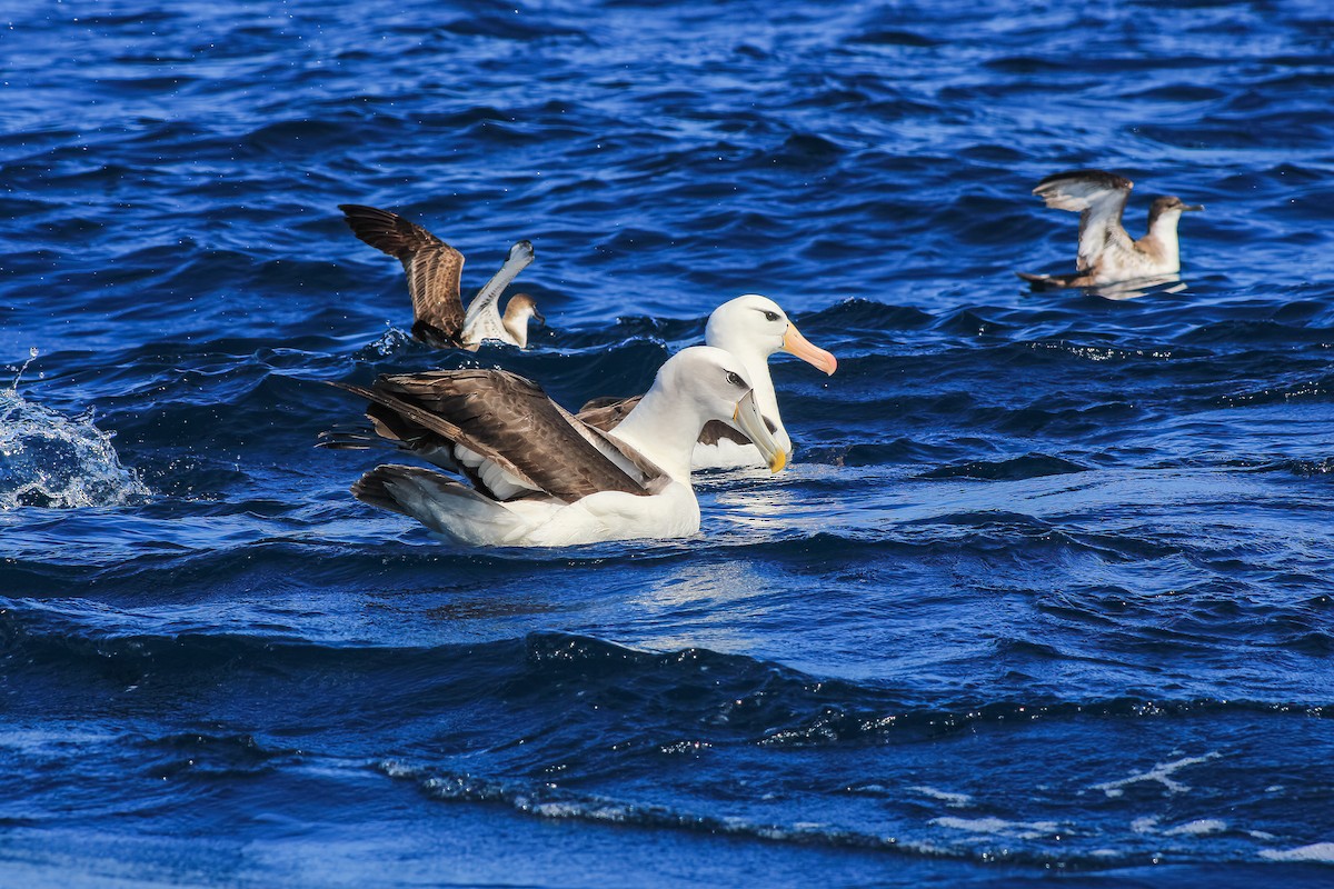 White-capped Albatross (steadi) - ML615664700