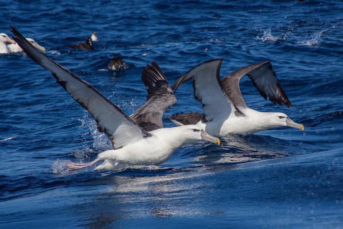 White-capped Albatross (steadi) - ML615664701