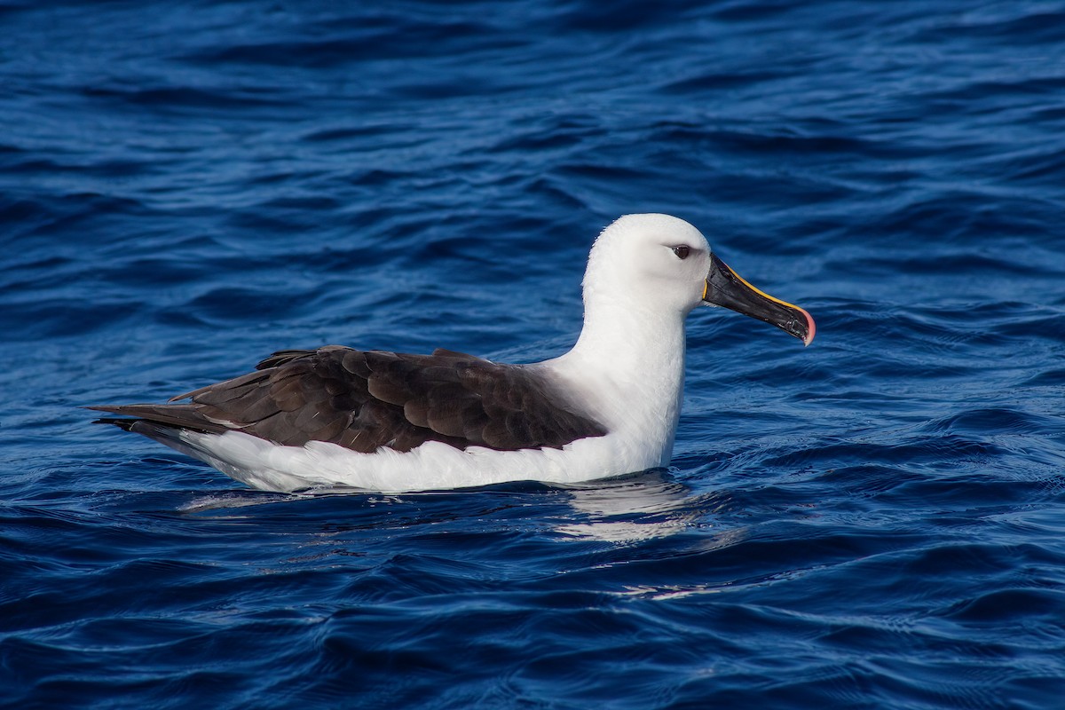 Indian Yellow-nosed Albatross - Martin  Flack