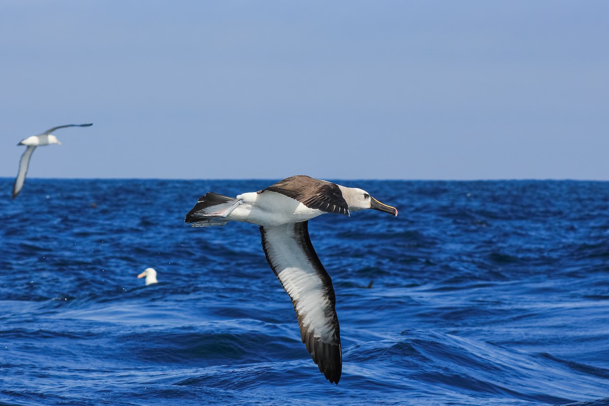albatros pestrozobý - ML615664739