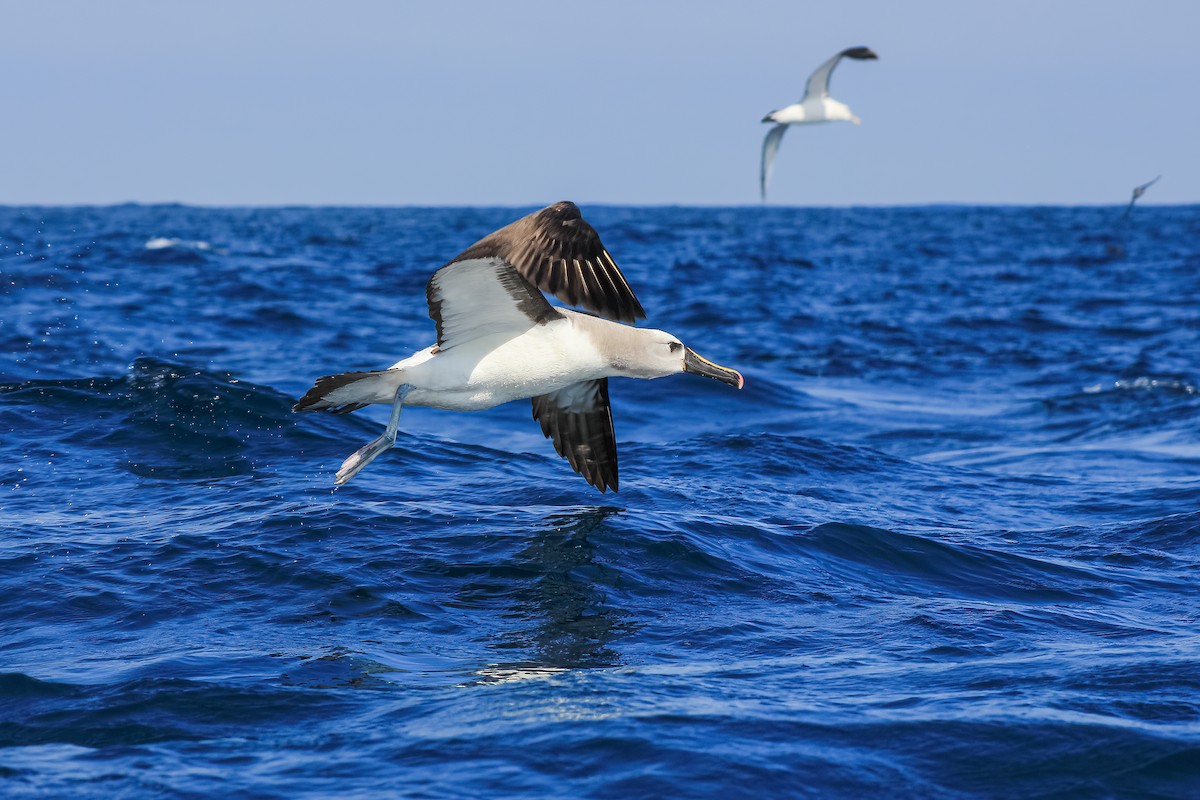 albatros pestrozobý - ML615664740