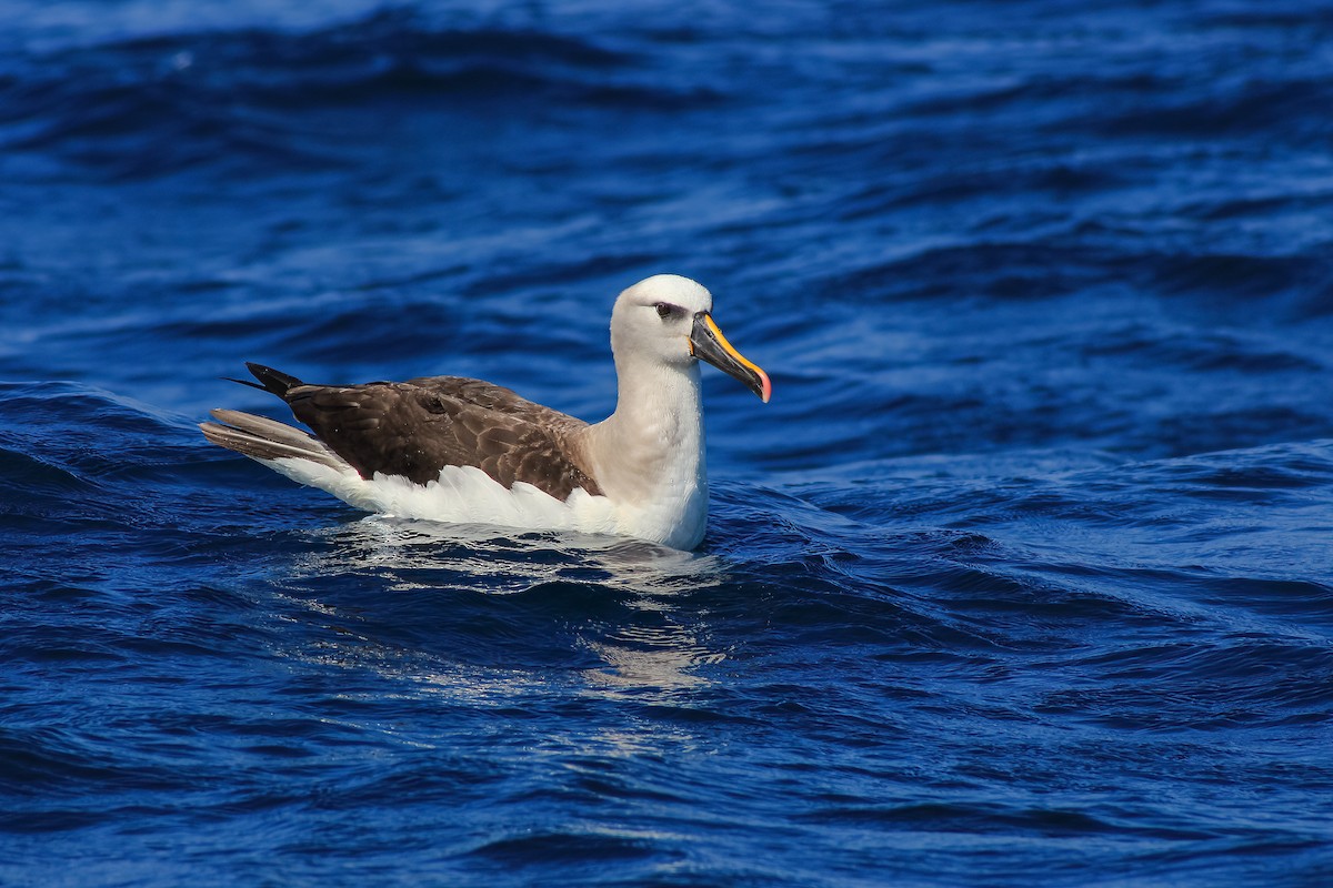 Atlantic Yellow-nosed Albatross - Martin  Flack