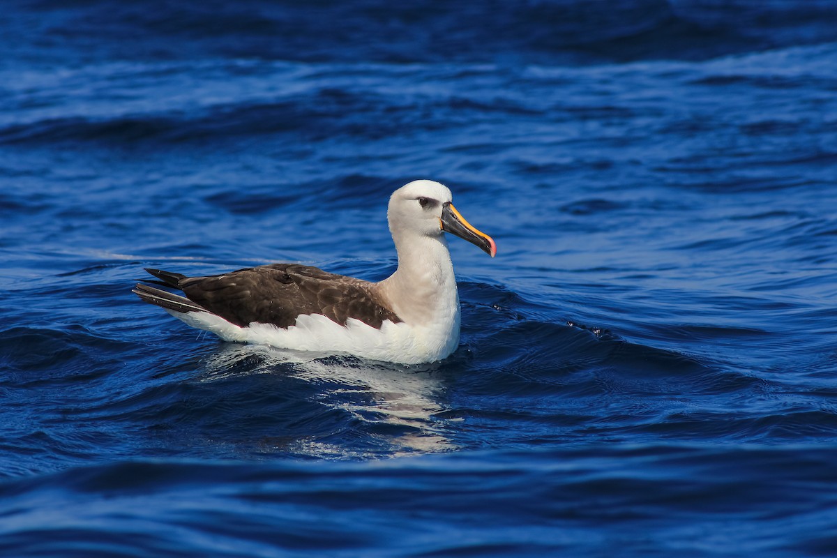 albatros pestrozobý - ML615664742