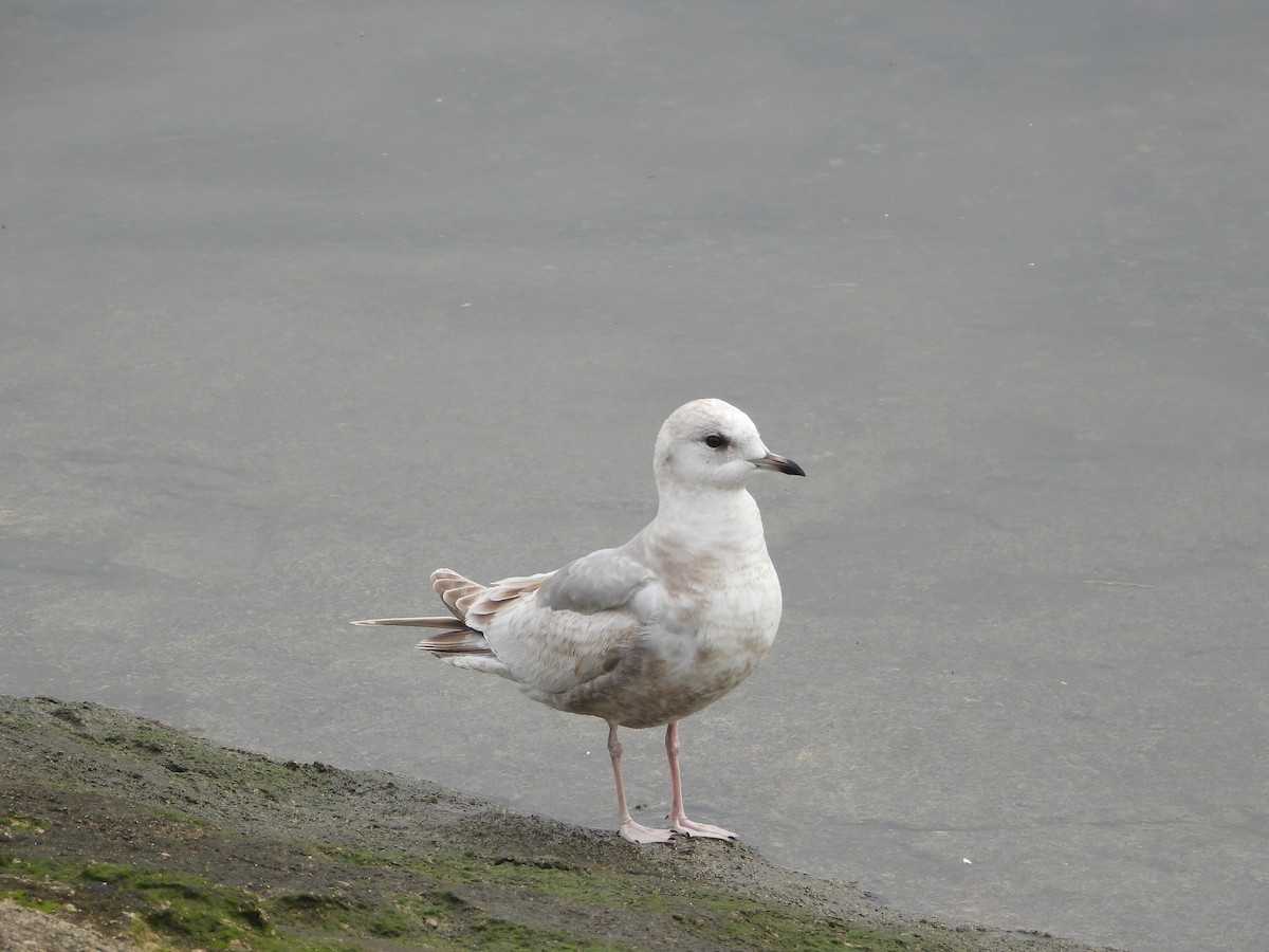 Short-billed Gull - Judy Matsuoka