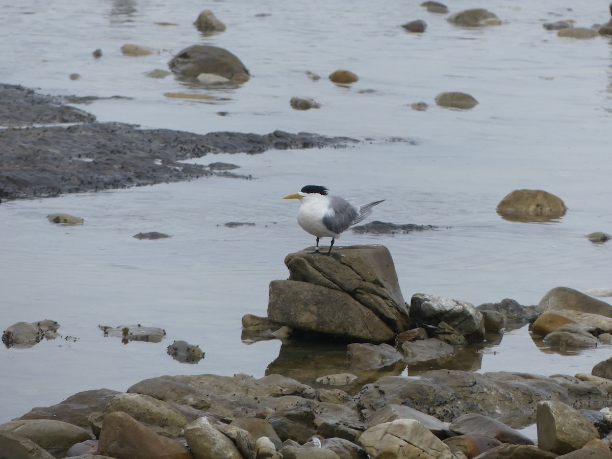 Great Crested Tern - ML615664851
