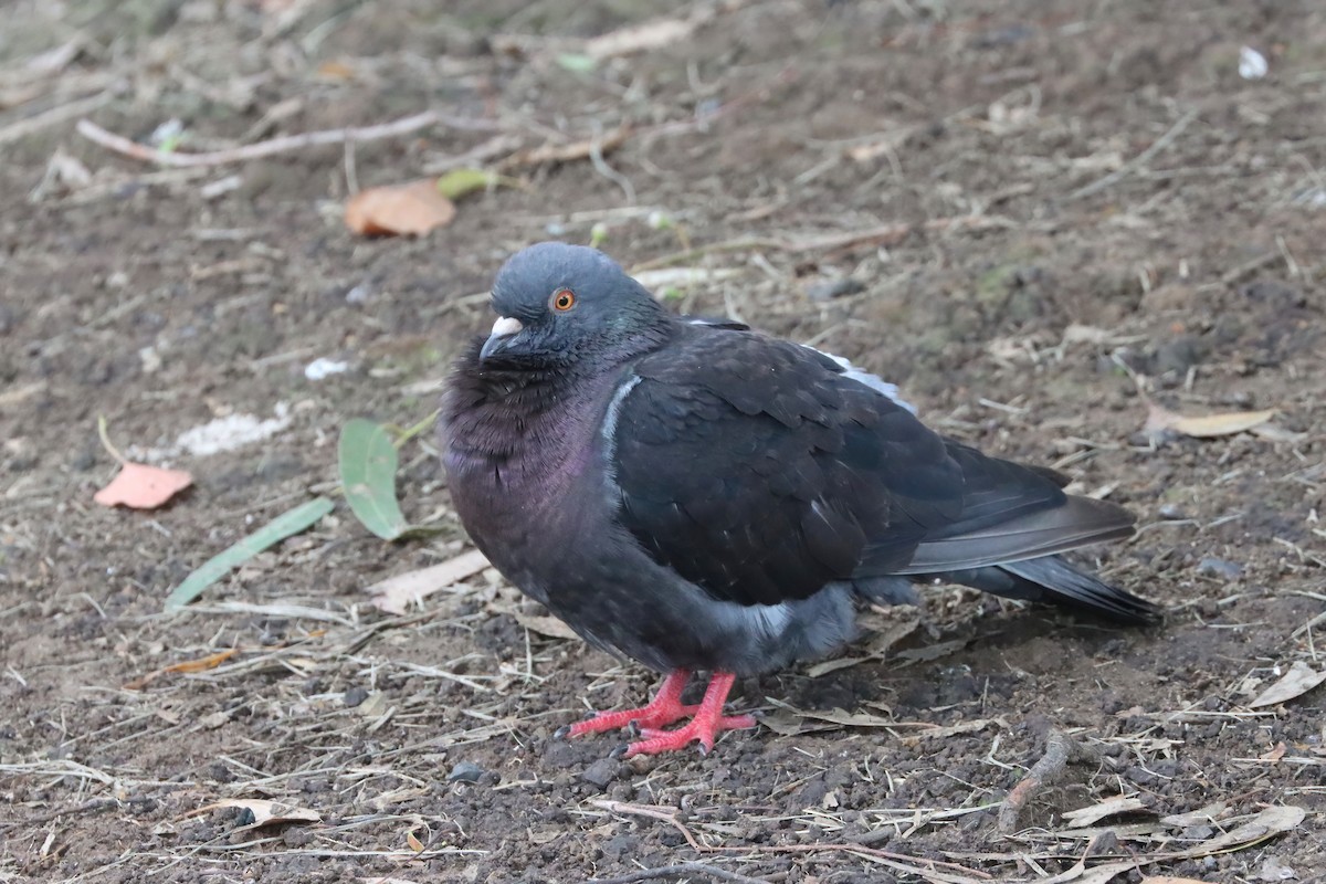 Rock Pigeon (Feral Pigeon) - ML615664929