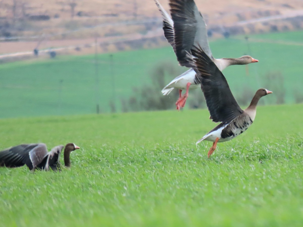 Greater White-fronted Goose - ML615664956