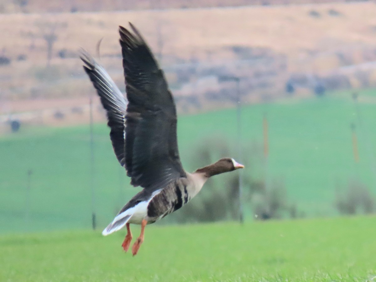 Greater White-fronted Goose - ML615664957