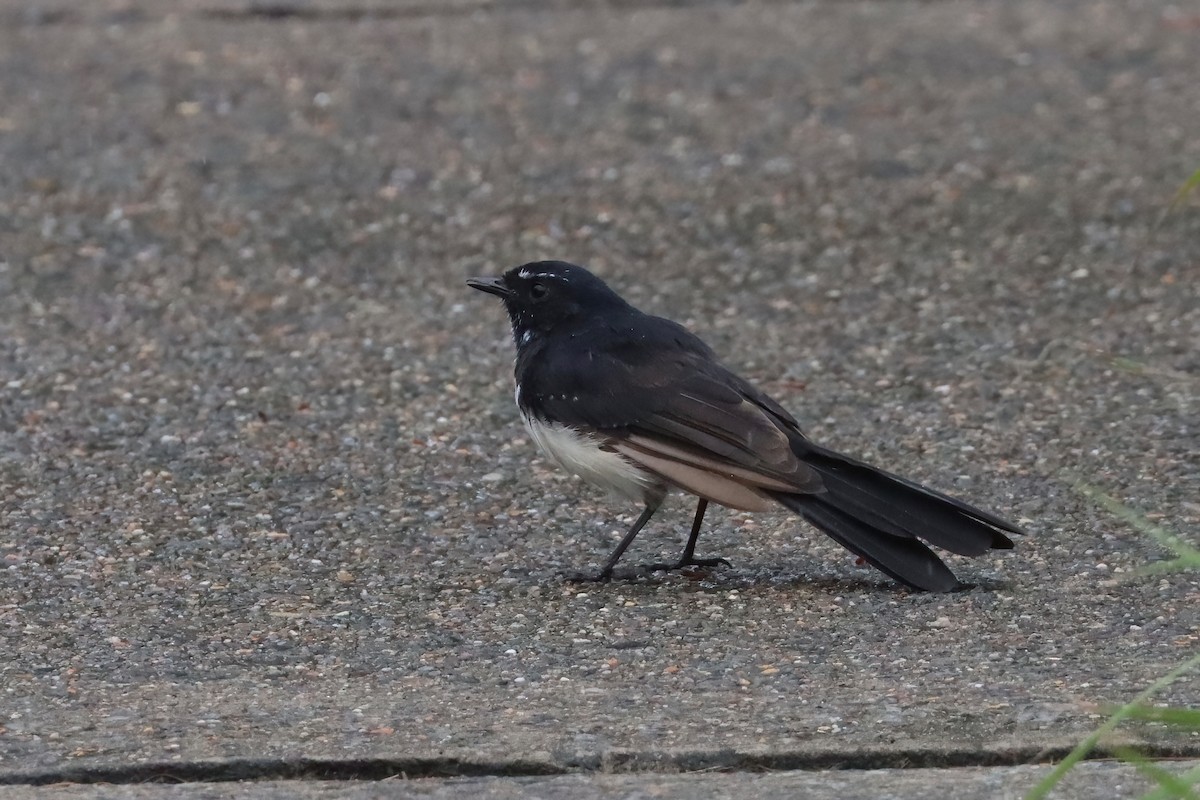 Willie-wagtail - ML615665102