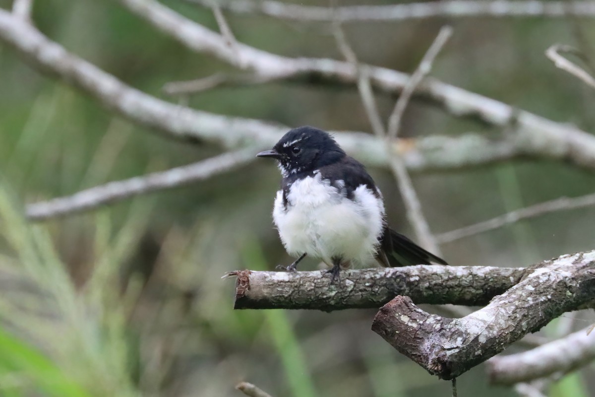 Willie-wagtail - ML615665105