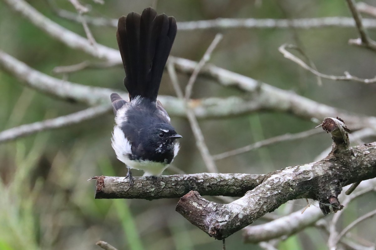 Willie-wagtail - ML615665106