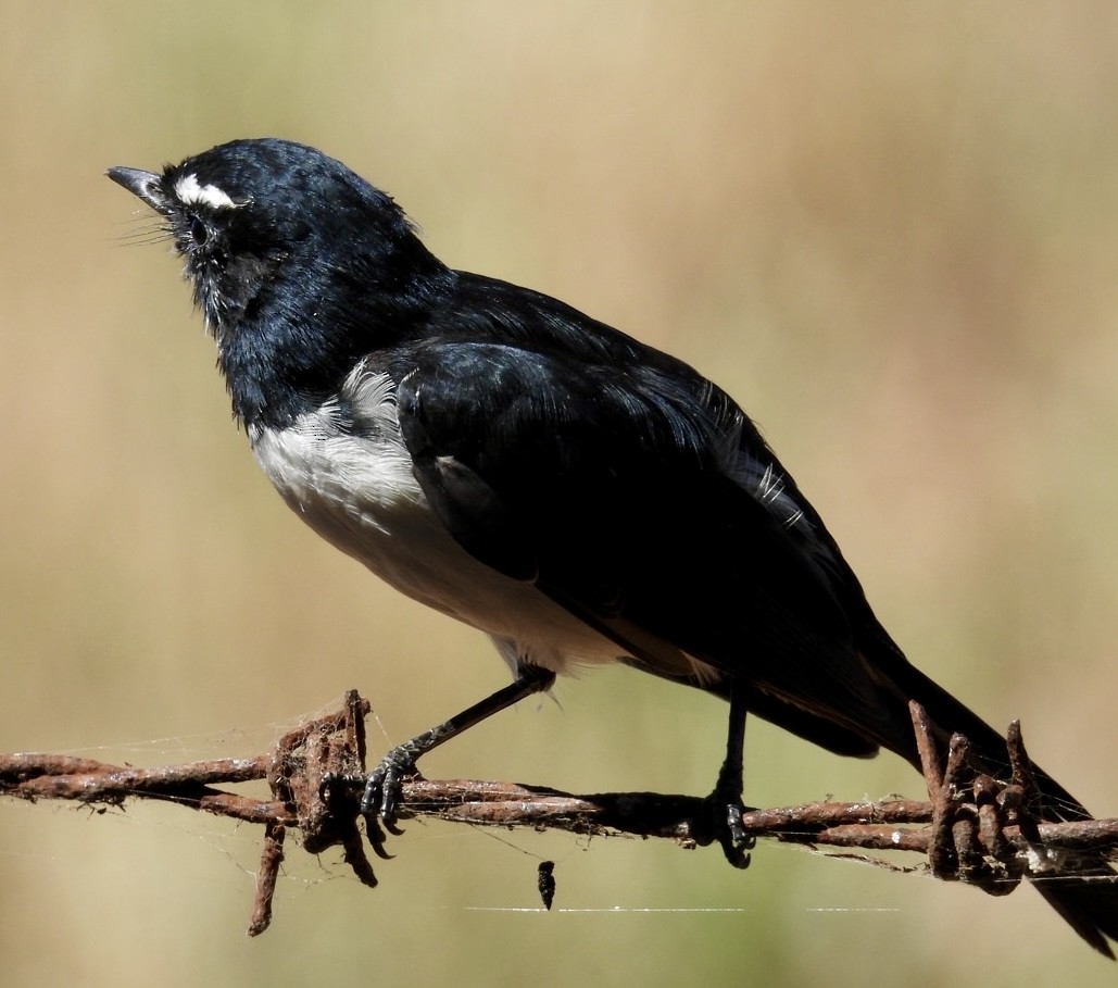 Willie-wagtail - ML615665161