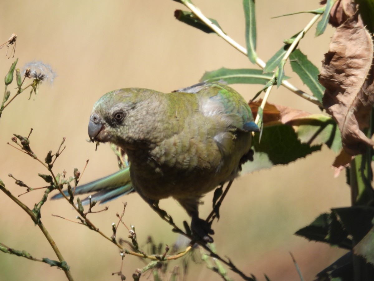 Red-rumped Parrot - ML615665169