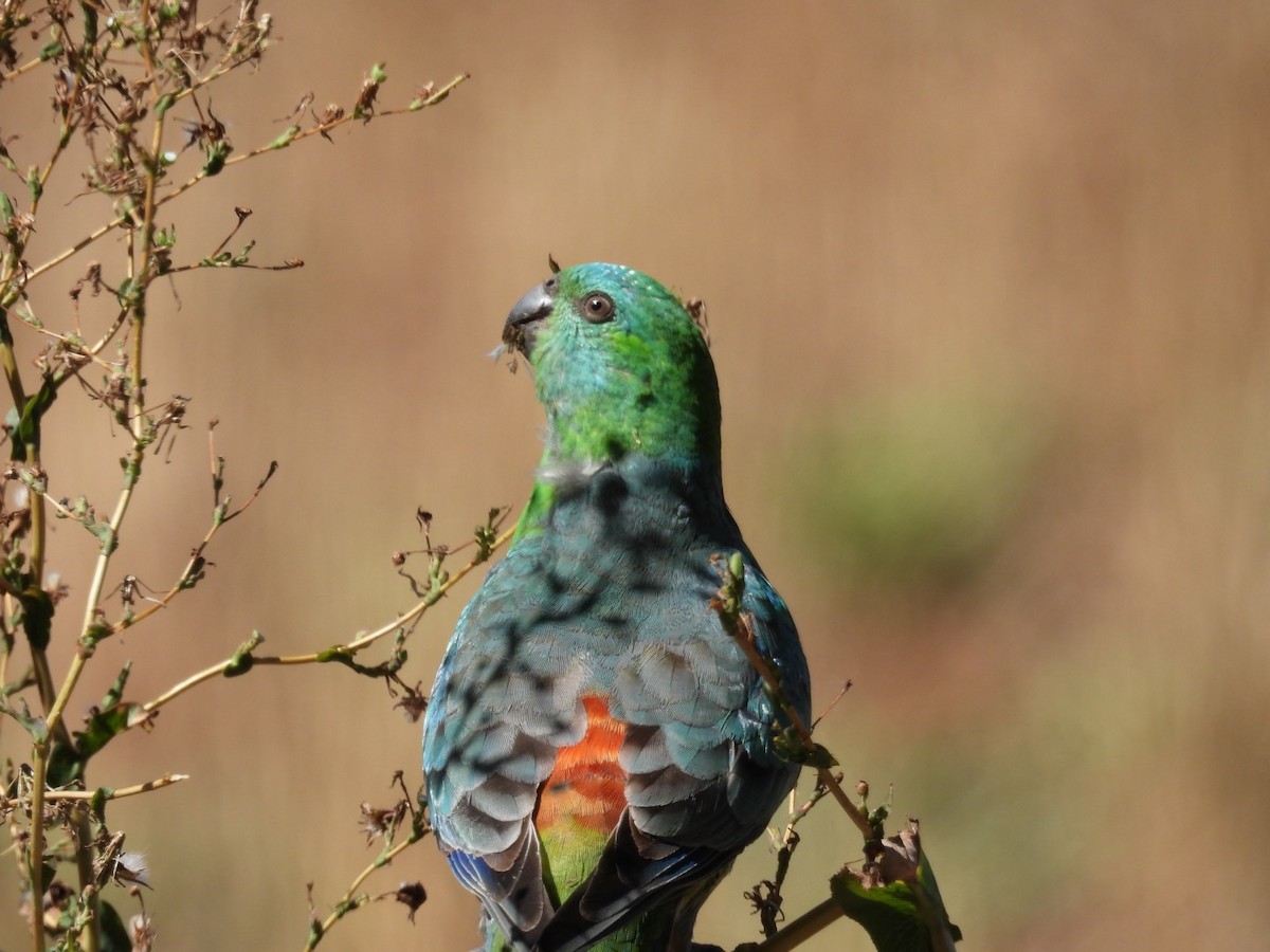 Red-rumped Parrot - ML615665170