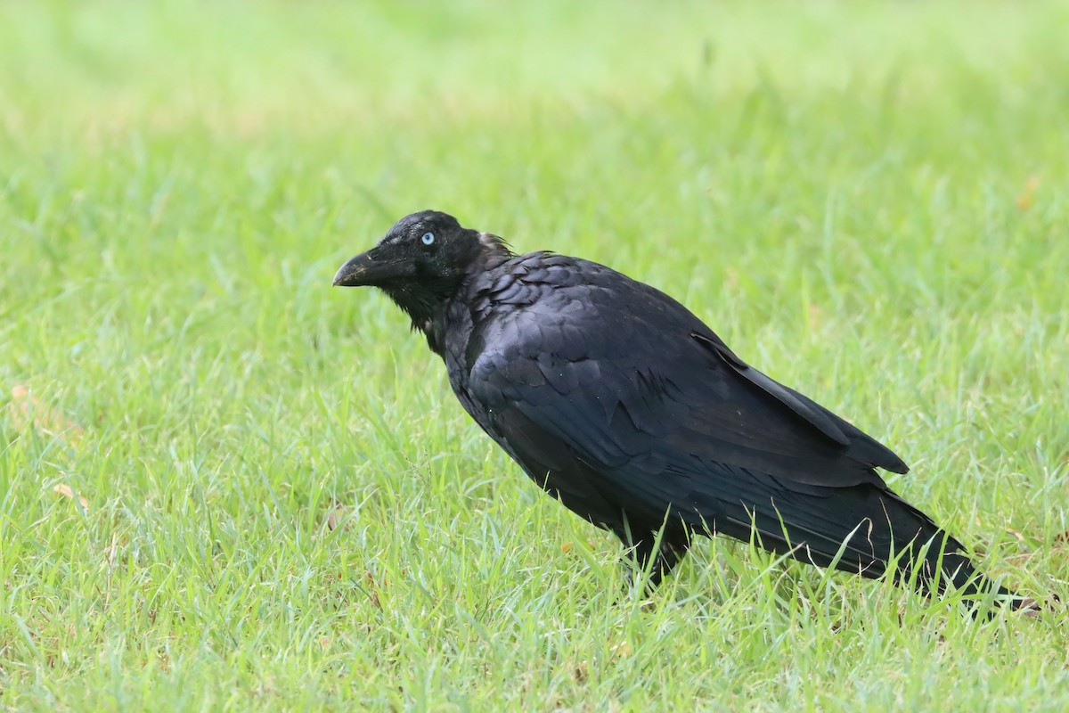 Torresian Crow - ML615665184