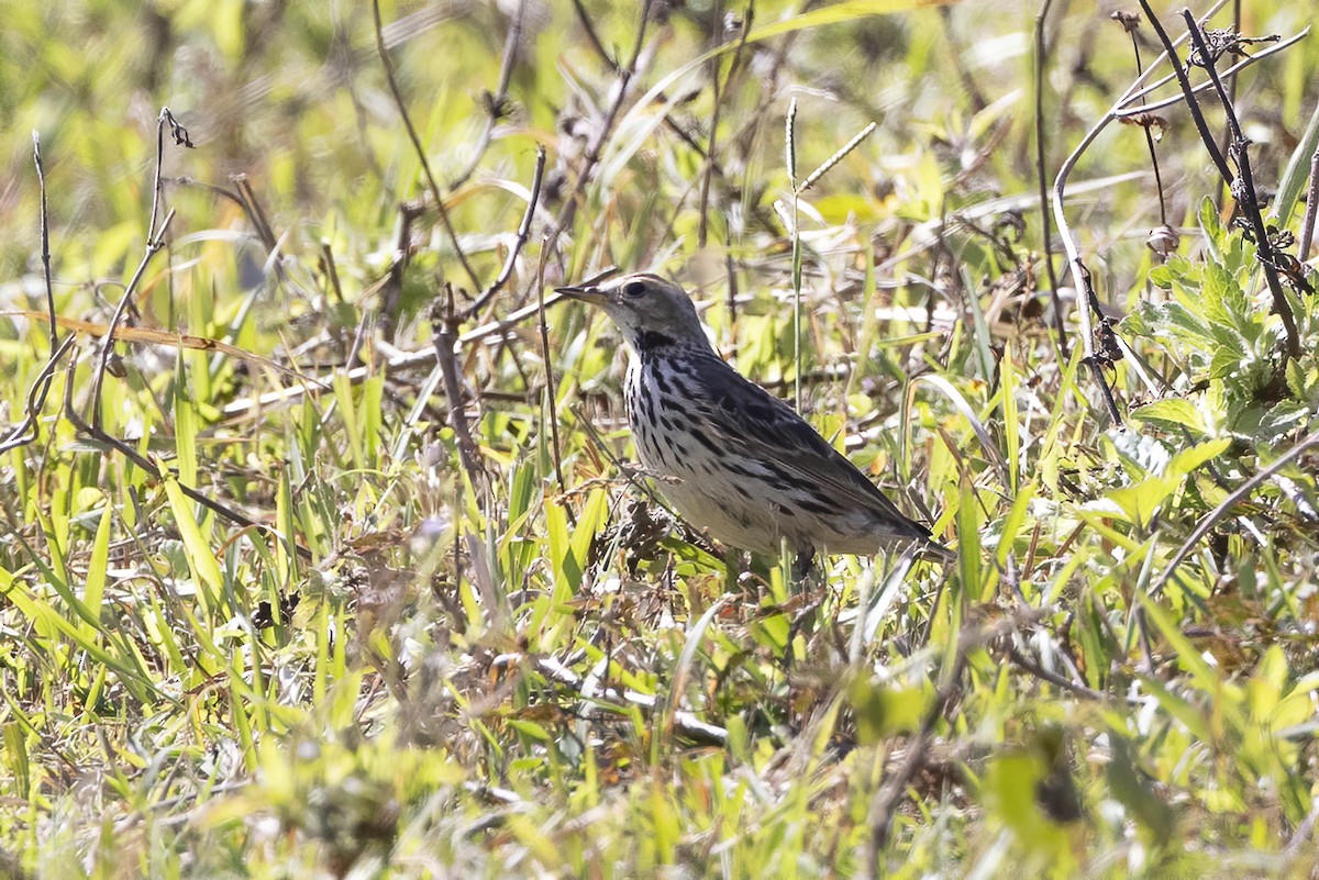 Red-throated Pipit - ML615665277