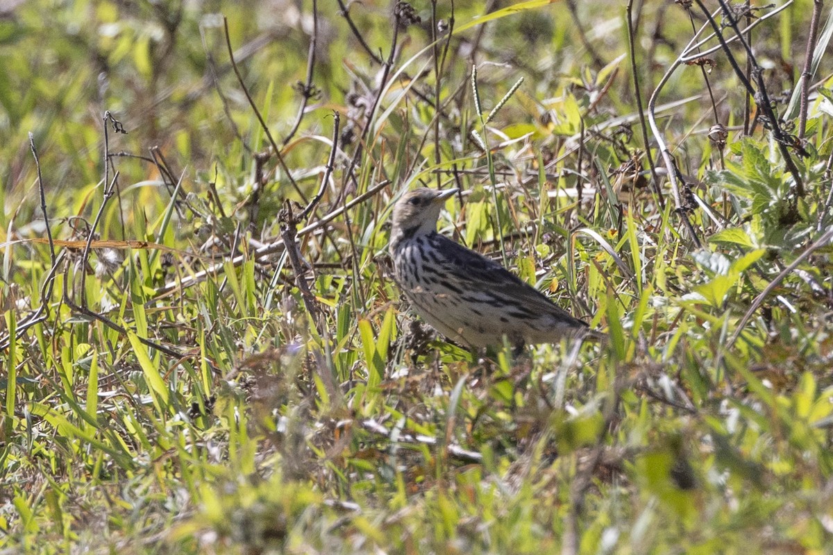 Red-throated Pipit - ML615665322