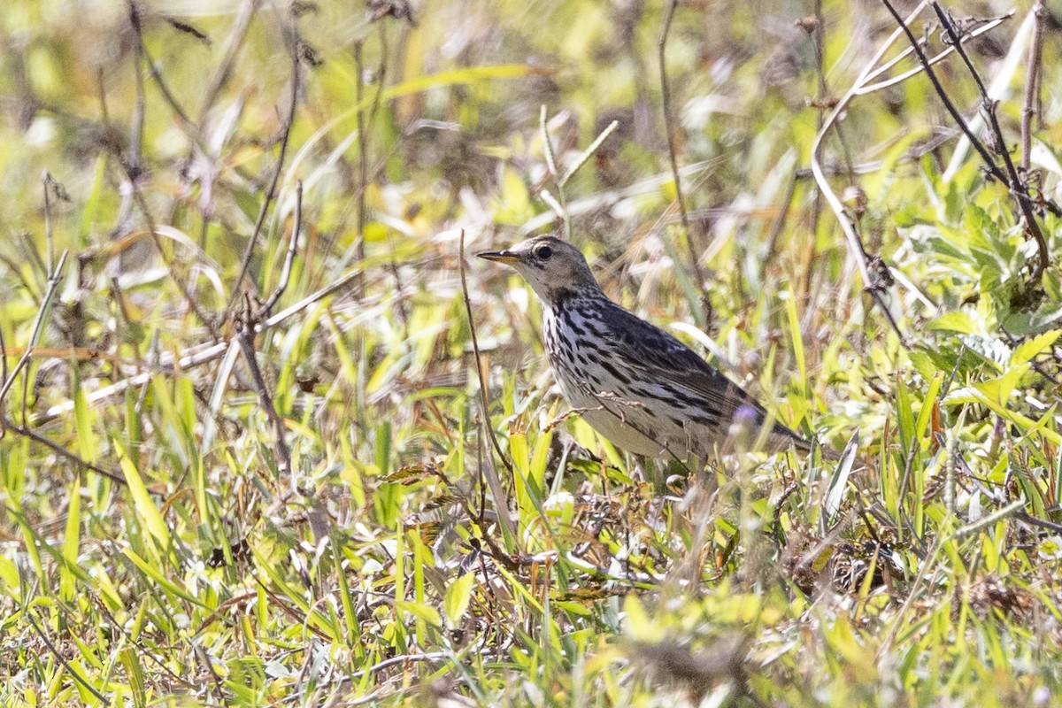 Red-throated Pipit - ML615665323