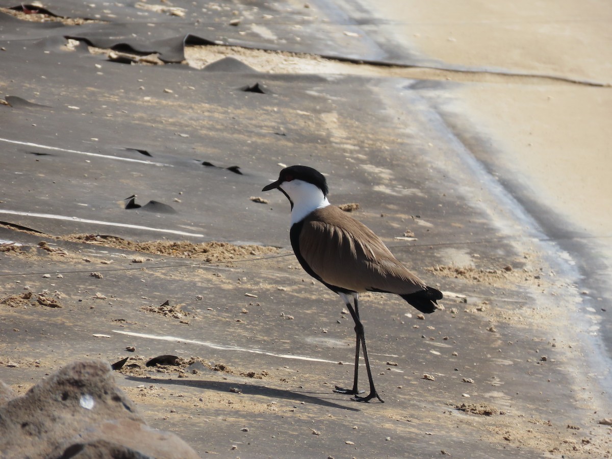 Spur-winged Lapwing - ML615665363