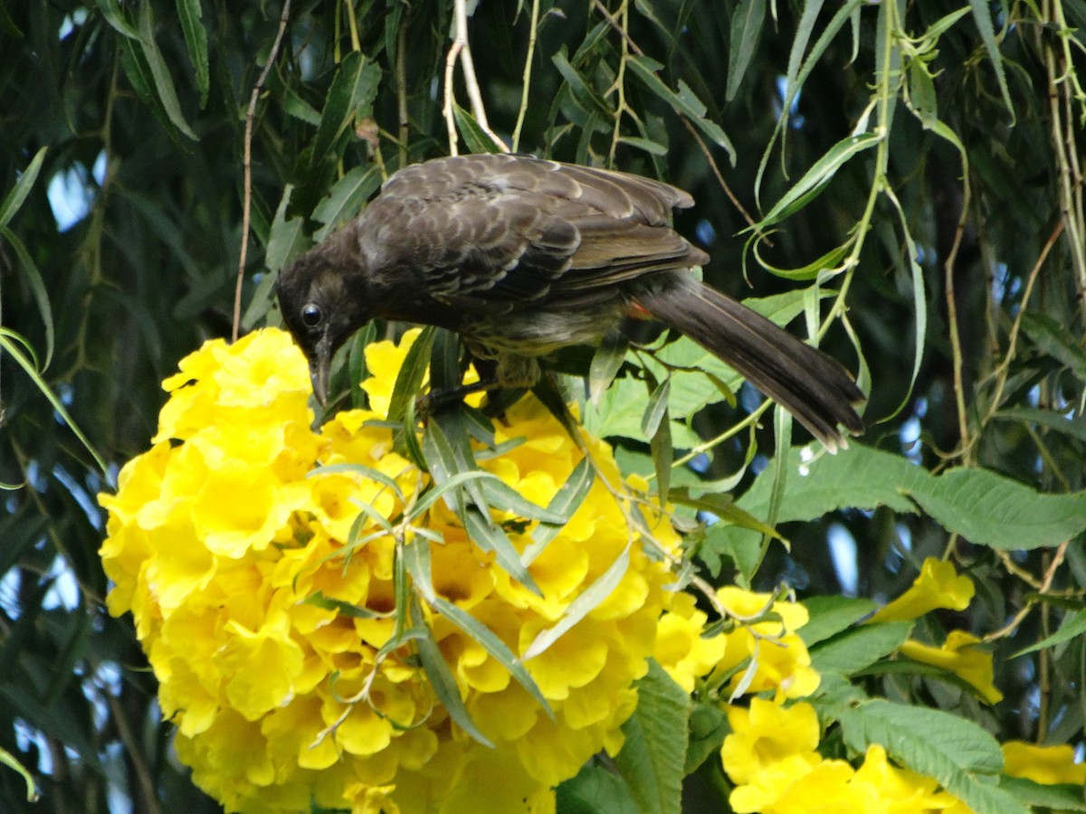Red-vented Bulbul - ML615665430