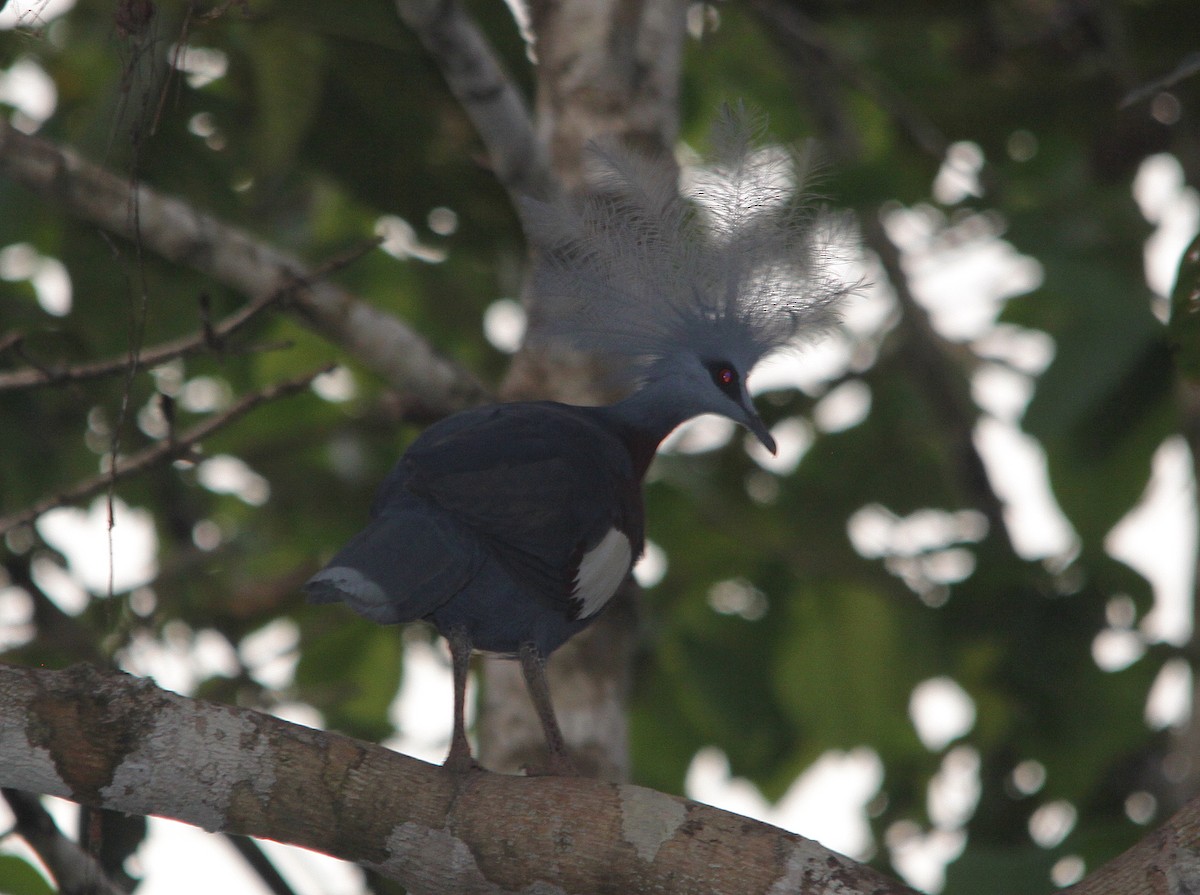 Sclater's Crowned-Pigeon - ML615665477