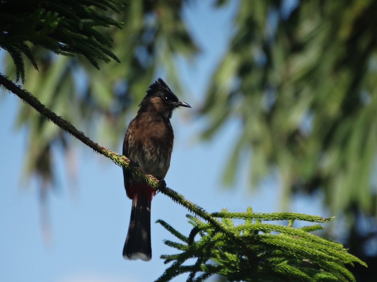 Red-vented Bulbul - ML615665497