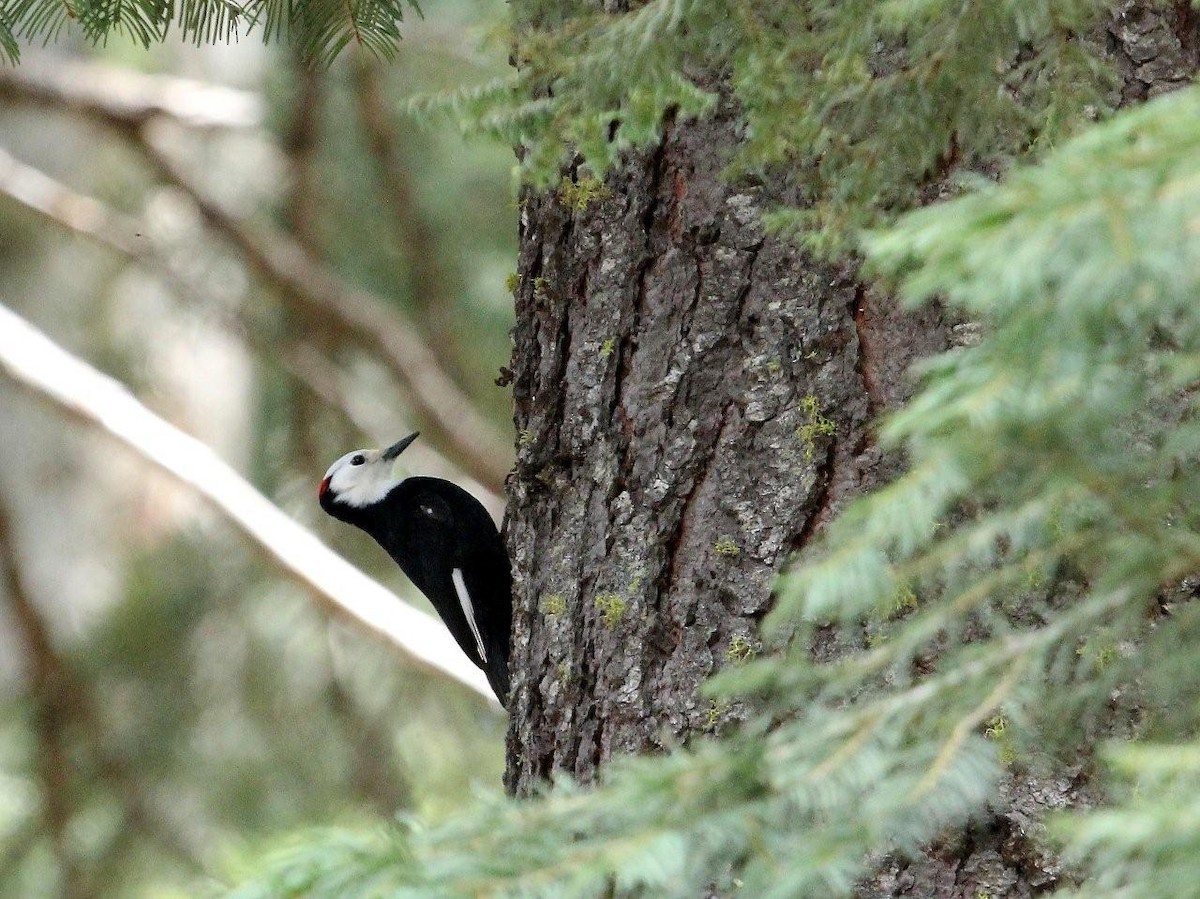 White-headed Woodpecker - ML615665535