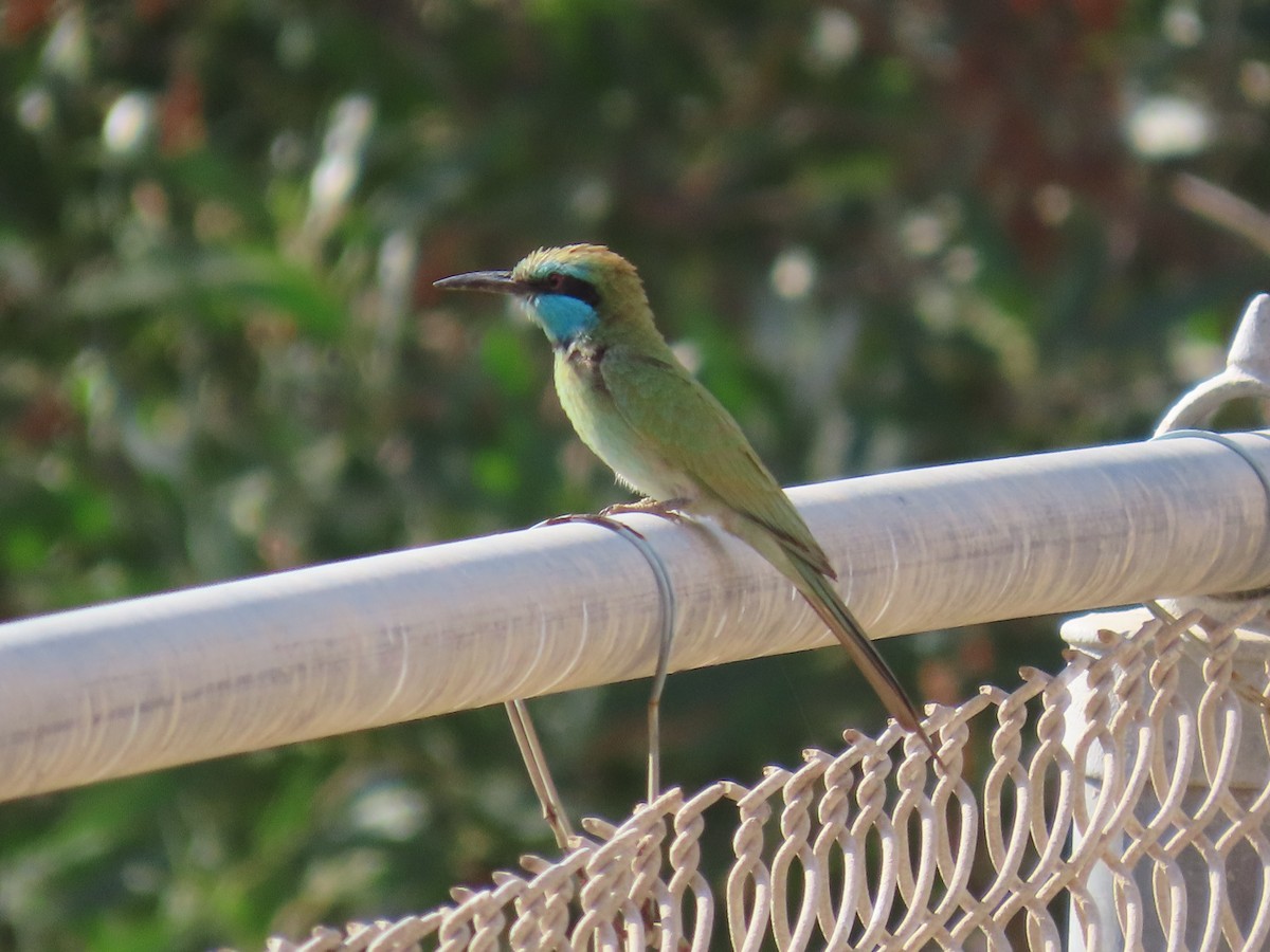 Arabian Green Bee-eater - ML615665542