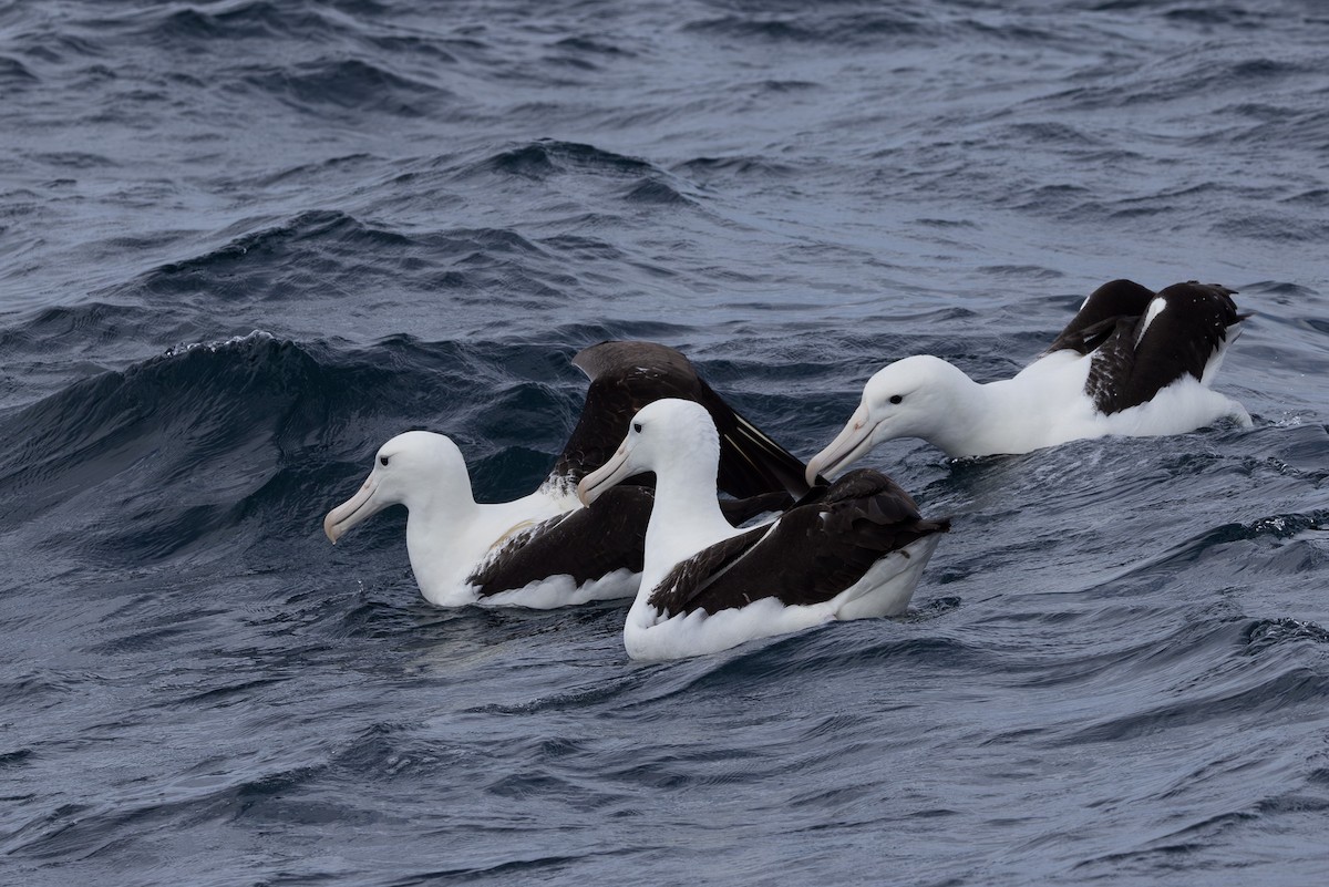 Northern Royal Albatross - ML615665924