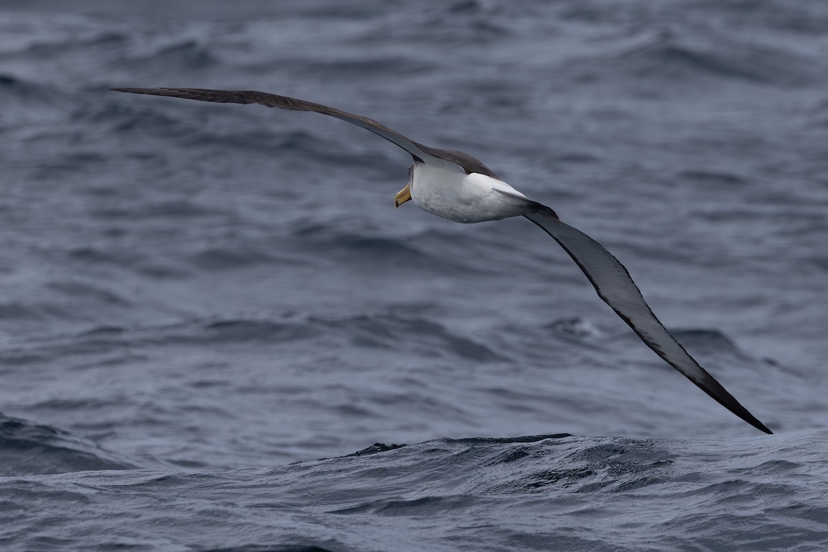 Chatham Albatross - ML615665954