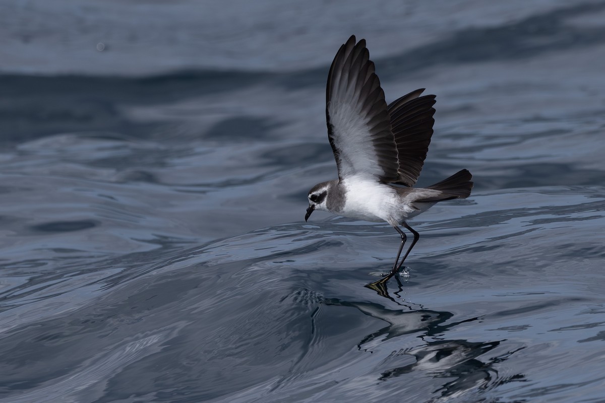 White-faced Storm-Petrel - ML615665956