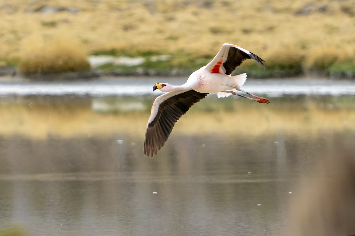 James's Flamingo - Daniel López-Velasco | Ornis Birding Expeditions