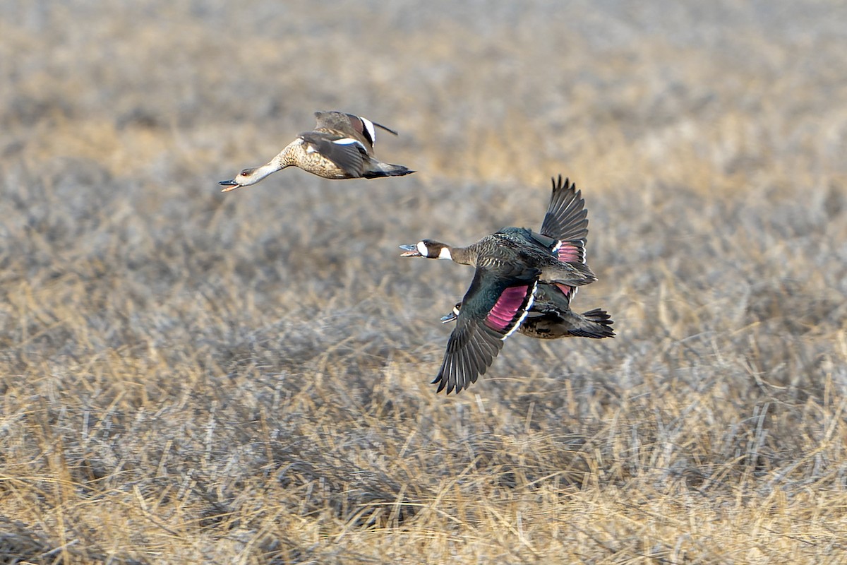 Spectacled Duck - Daniel López-Velasco | Ornis Birding Expeditions