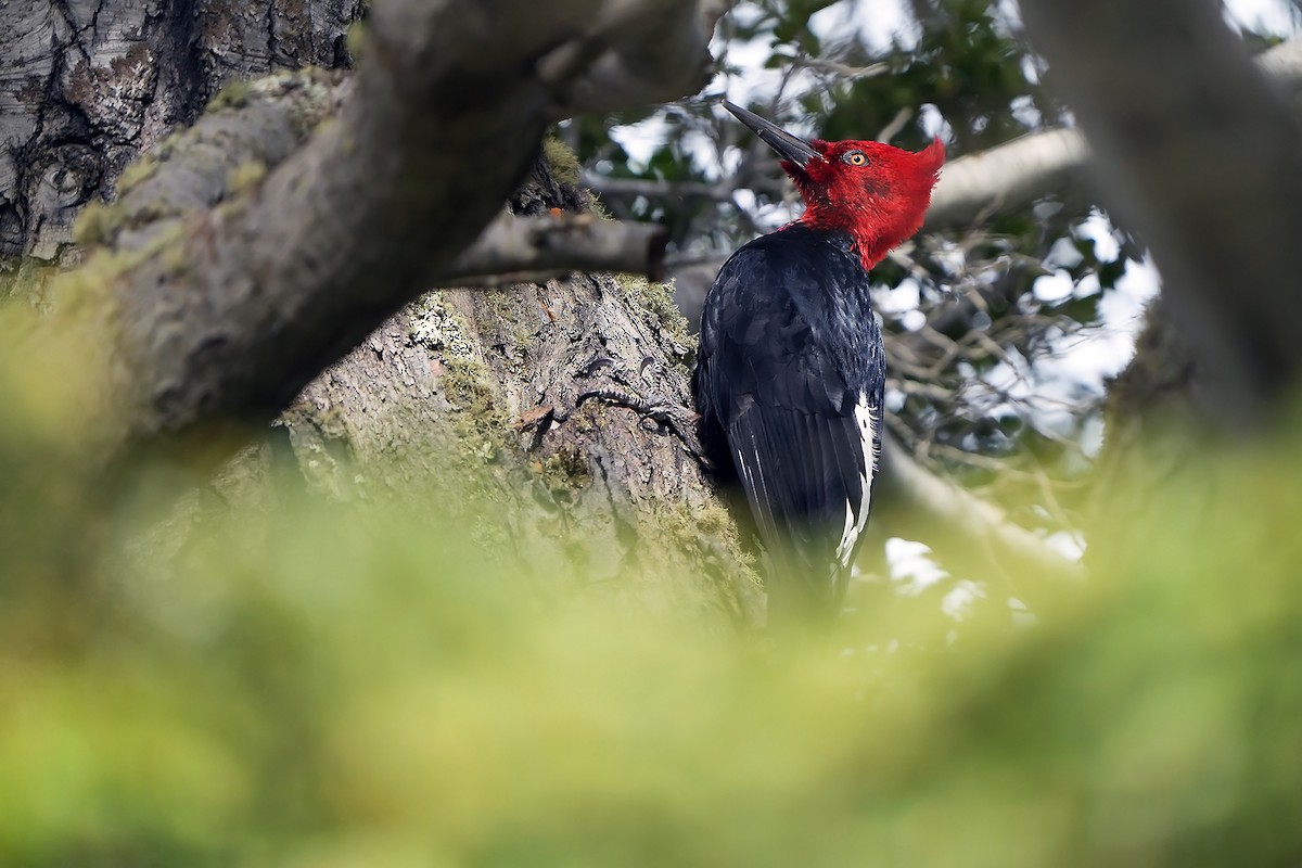 Magellanic Woodpecker - Daniel López-Velasco | Ornis Birding Expeditions